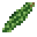 Concombre sauvage